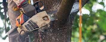 Best Hazardous Tree Removal  in Gravette, AR