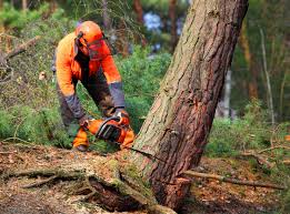 Professional Tree Services in Gravette, AR