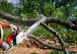 Best Hedge Trimming  in Gravette, AR