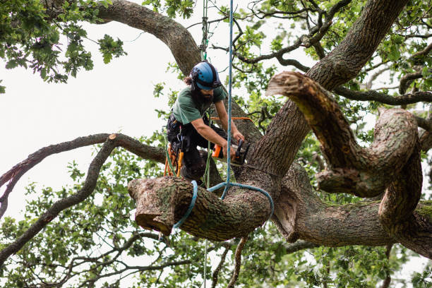 Best Firewood Processing and Delivery  in Gravette, AR