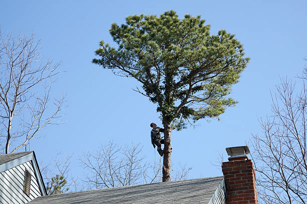 Best Commercial Tree Services  in Gravette, AR