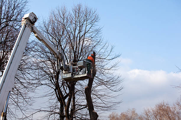 Best Tree Removal Service  in Gravette, AR