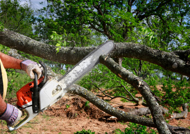 Best Palm Tree Trimming  in Gravette, AR