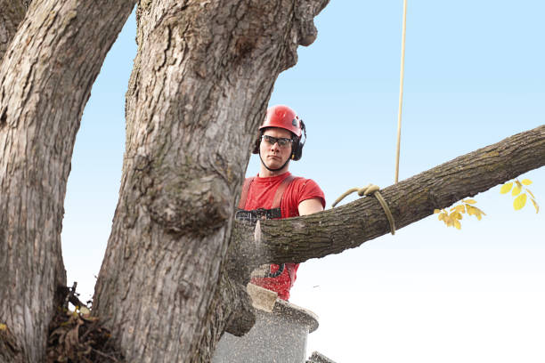 Best Tree Preservation Services  in Gravette, AR