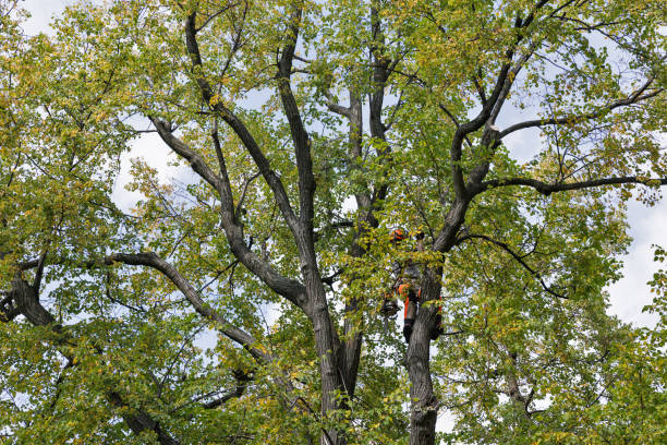 How Our Tree Care Process Works  in  Gravette, AR